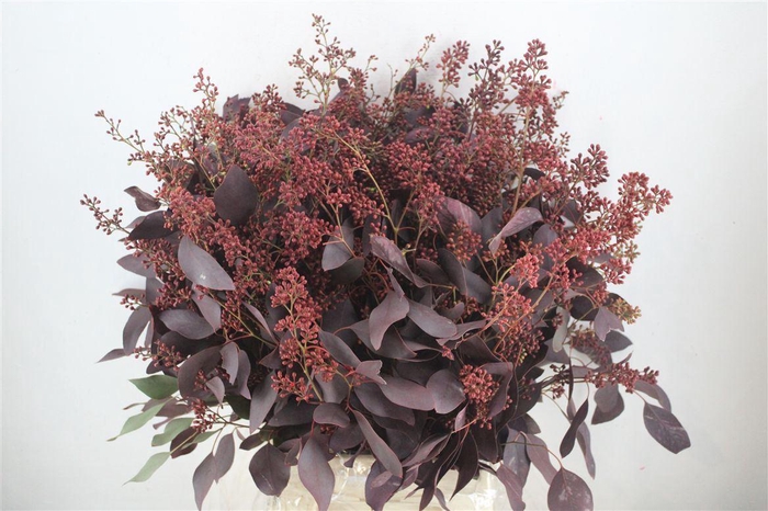 <h4>Euca Populus Berry 300gr Abs Red P Bunch</h4>