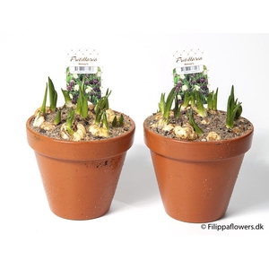 FRITILLARIA MELEAGRIS