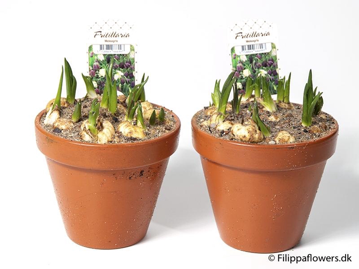 <h4>FRITILLARIA MELEAGRIS</h4>