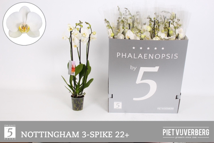 <h4>PHAL AN NOTTINGHAM</h4>