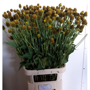 RUDBECKIA NITIDA