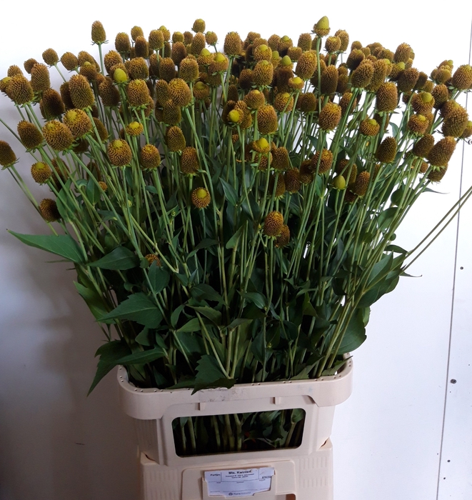 <h4>RUDBECKIA NITIDA</h4>