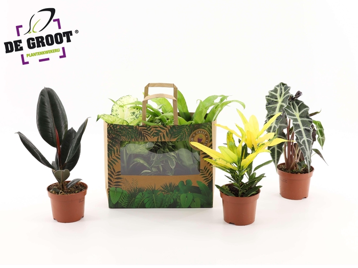 <h4>Groenmix in tasje (3 planten)</h4>