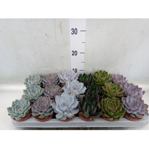 Echeveria   ...mix