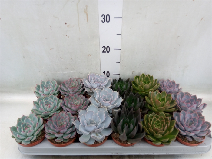 <h4>Echeveria   ...mix</h4>