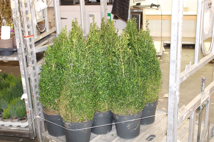 <h4>Buxus Semp Piramide</h4>