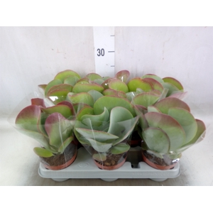 Kalanchoe NF thyrsiflora 'Red Lips'