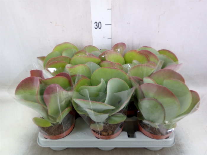 <h4>Kalanchoe NF thyrsiflora 'Red Lips'</h4>