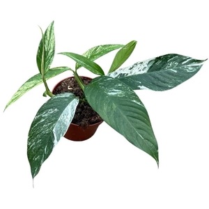 Overig planten Rhaphidophora Foraminifera Marble