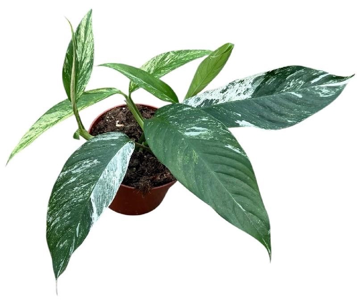 <h4>Overig planten Rhaphidophora Foraminifera Marble</h4>