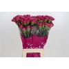 Dianthus St Bernard
