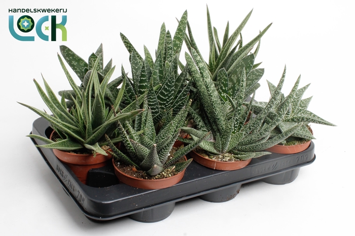 <h4>Gasteria Gemengd</h4>