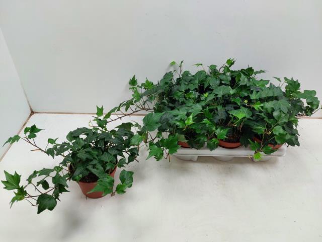 <h4>HED HE GREEN RIPPLE</h4>