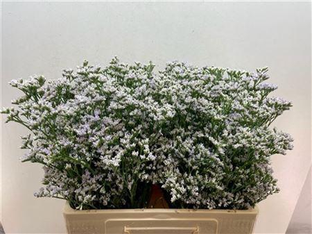 <h4>LIM WHITE NETO 60/28GR</h4>