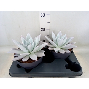 Echeveria  'Mexican Giant'