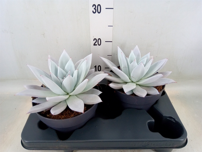 <h4>Echeveria  'Mexican Giant'</h4>