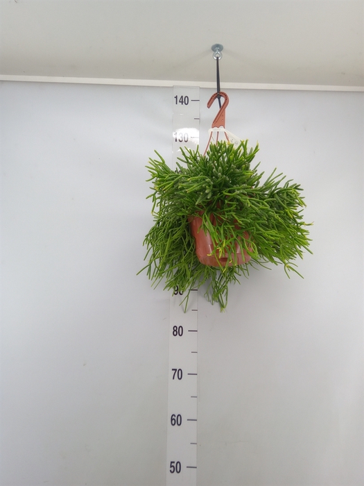 <h4>Rhipsalis heteroclada</h4>