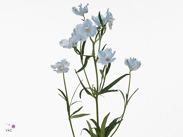 DELPH EN M CHIF BLUE