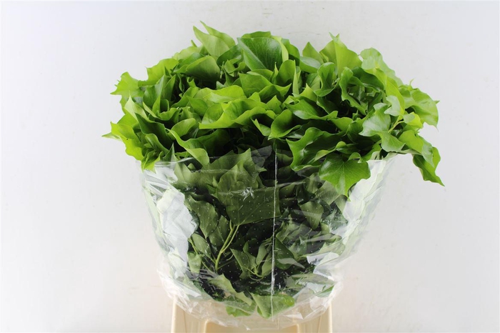 <h4>Hedera Blad</h4>