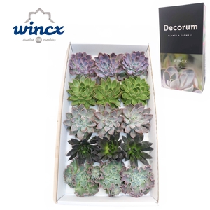 Echeveria Autumn Mix (wincx) Cutfl (5 Spcs) Wincx-