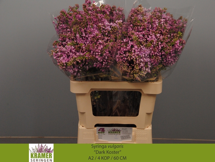 <h4>SYR V DARK KOSTER</h4>