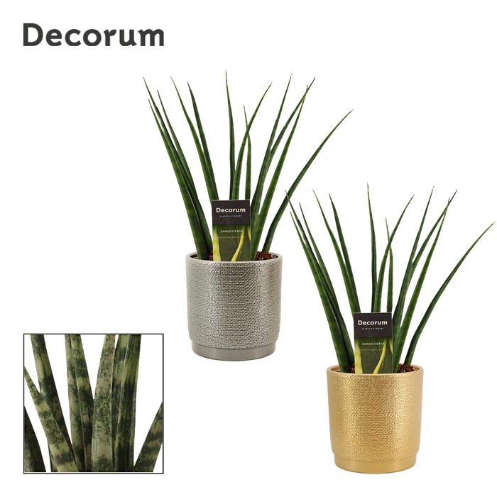 <h4>Sansevieria Fernwood 12 cm in Gabriël (Deco-collection)</h4>