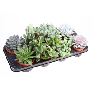 Succulents   ...