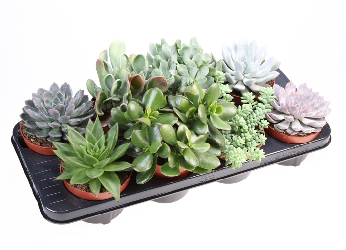 <h4>Succulents   ...</h4>