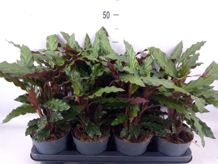 <h4>Calathea rufibarba</h4>