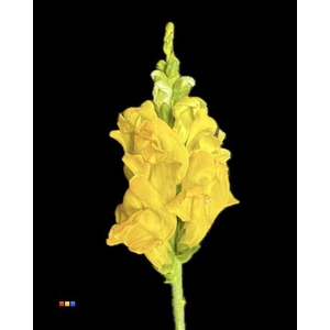 Antirrhinum Yellow