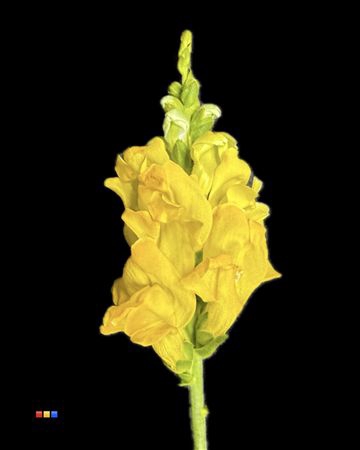 <h4>Antirrhinum Yellow</h4>