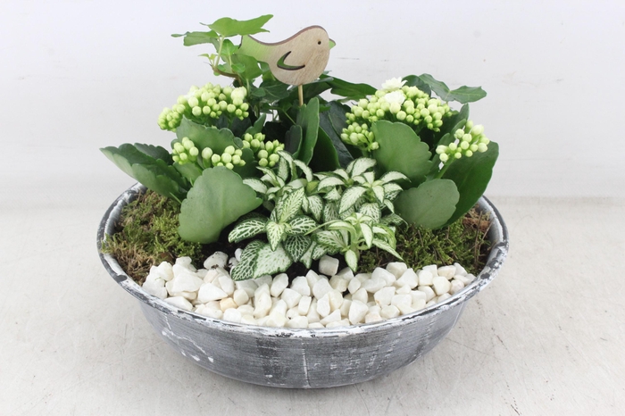 Arr2 Pl - Zink Antiekschaal - Wit