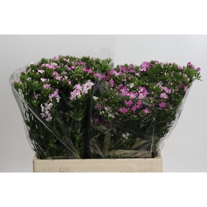 Dianthus Br Amazon Rose Magic