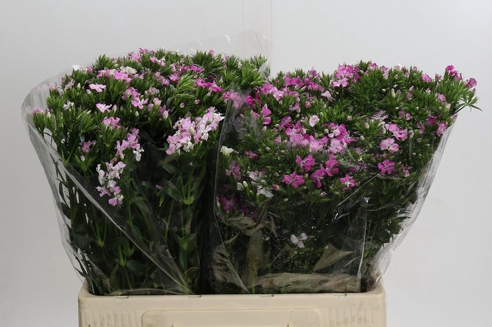 <h4>Dianthus Br Amazon Rose Magic</h4>