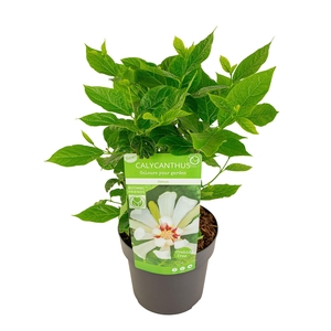 Sinocalycanthus 'Venus'