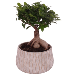 Ficus m. Ginseng Ball Shape Ø18cm in Ø22cm Ceramic PL569