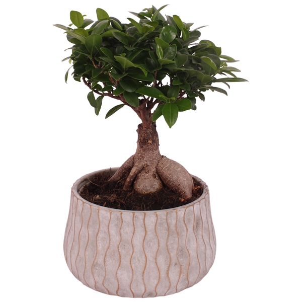 <h4>Ficus m. Ginseng Ball Shape Ø18cm in Ø22cm Ceramic PL569</h4>