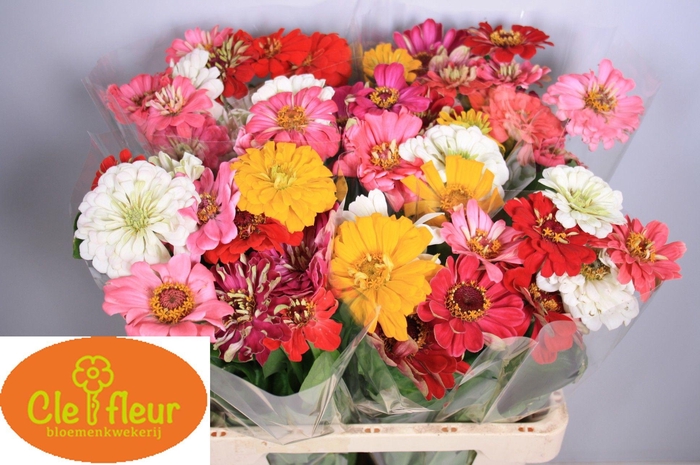 <h4>ZINNIA OV GEM</h4>