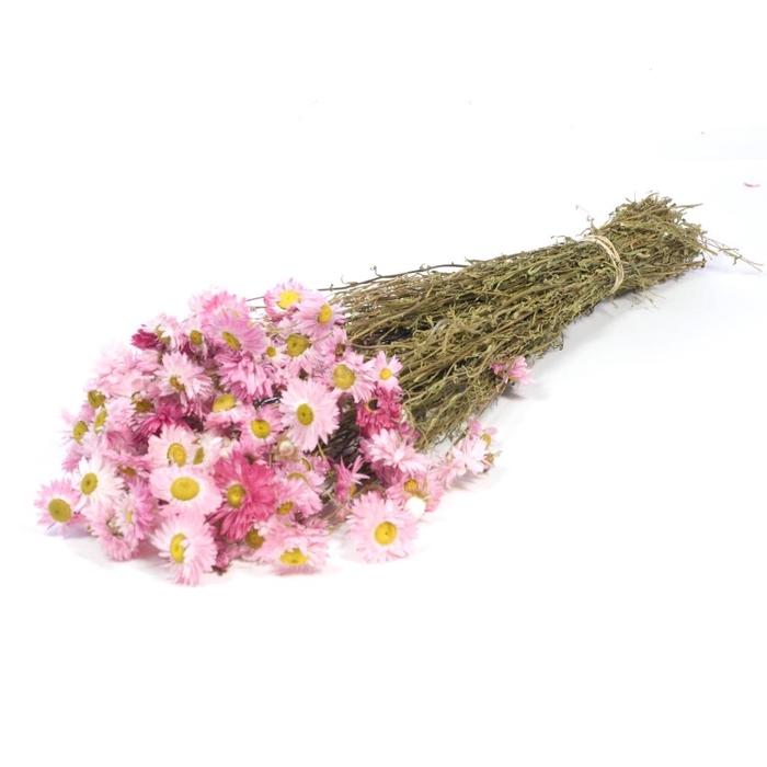 Acroclinium natural pink