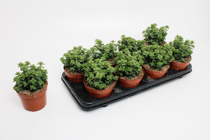 <h4>crassula Perforata</h4>