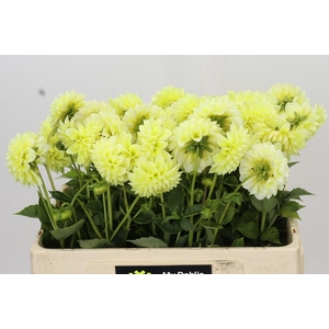 Dahlia Banana Baby