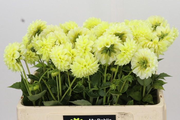 <h4>Dahlia Banana Baby</h4>
