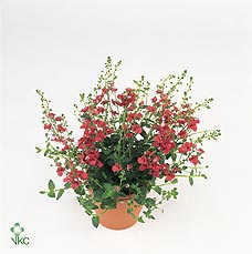 Diascia  'FlyColors Trail Red'