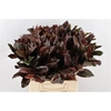 Cordyline Purple Compactum 70cm