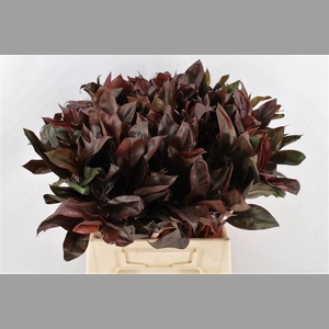 Cordyline Purple Compactum