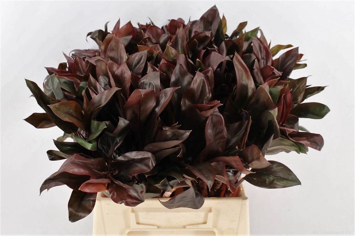 <h4>Cordyline Purple Compactum</h4>
