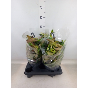 Aeschynanthus marmoratus