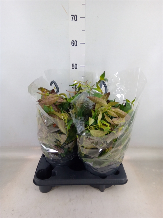 <h4>Aeschynanthus marmoratus</h4>