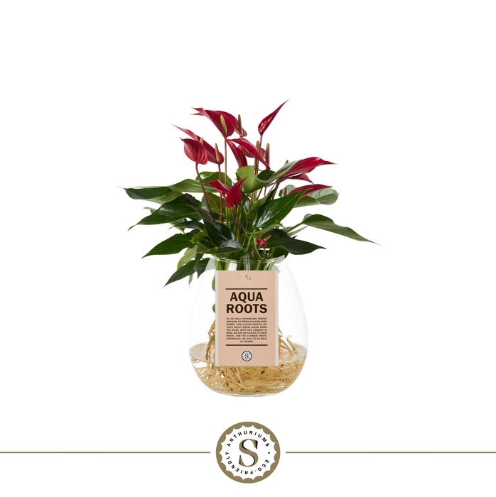 <h4>Aqua Roots Bowl Roja</h4>