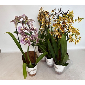 ORCHIDEEEN OVERIG